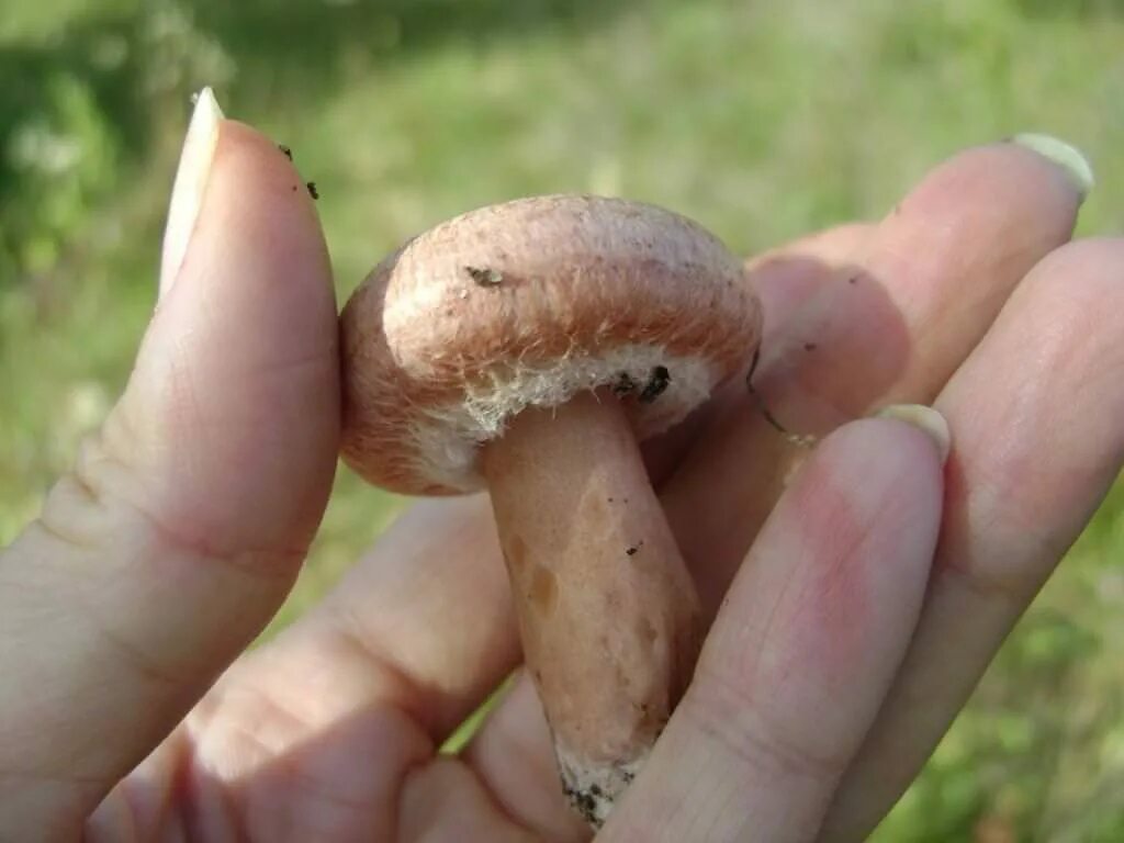 Волнушка съедобный или нет. Волнушка розовая. Волнушки грибы. Волжанка гриб. Волнушки грибы фото.