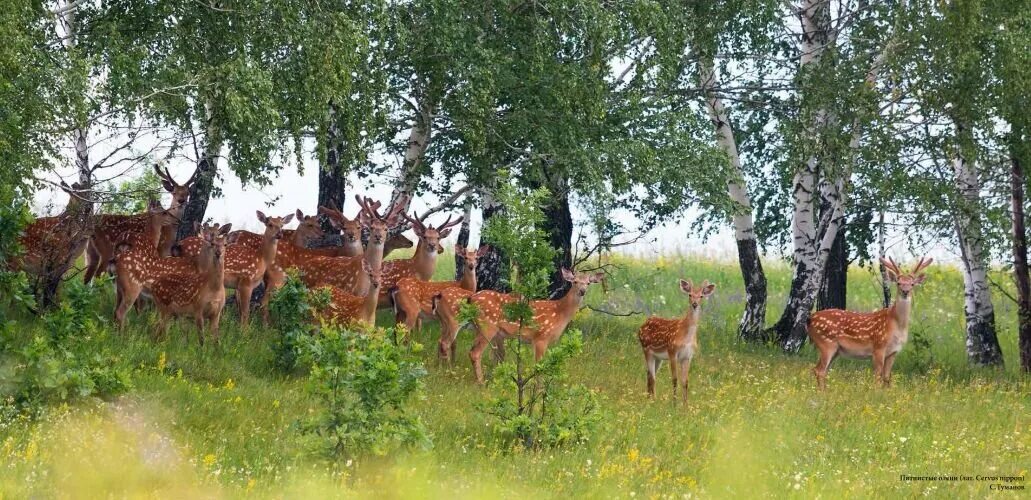 Сафари-парк Липецкая область Олений парк. Олений парк Краснинский район. Природный парк Олений Липецк. Парк оленей Липецкая область.