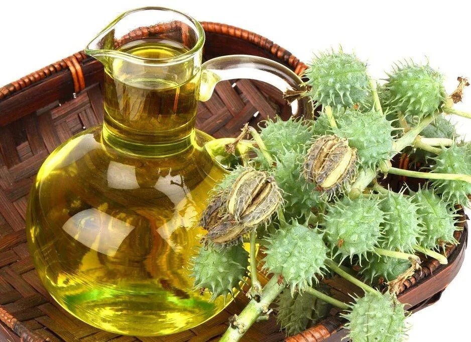 Касторка что это. Клещевина касторовое масло. касторовое масло castor oil. касторовое масло из клещевины. касторка это касторовое масло.
