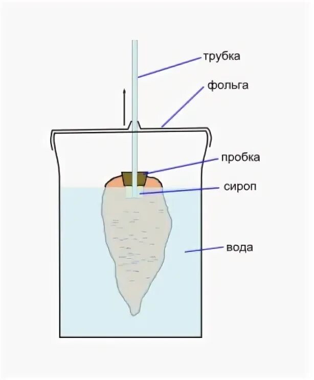 Опыт с морковкой 2 класс в воде. Опыт с морковкой. опыт с корнеплодом моркови и с водой. эксперимент с морковью. опыт с морковью биология 6 класс.