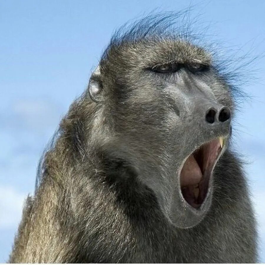 Бабуин носач. Смешные обезьяны. Обезьяна с открытым ртом.