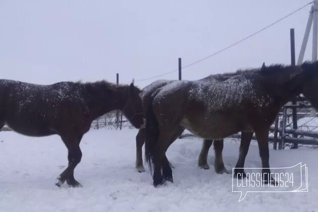 Авито алтайский край кони. Обменять кобылу на жеребца в Алтайском крае. Лошади Алтайский край авито. Кони Алейск на авито Алтайский край. Скупка лошадей живым весом в Алтайском крае.