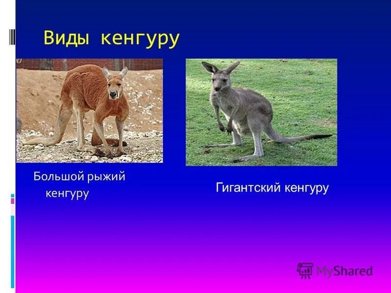 Исполинский кенгуру тип развития