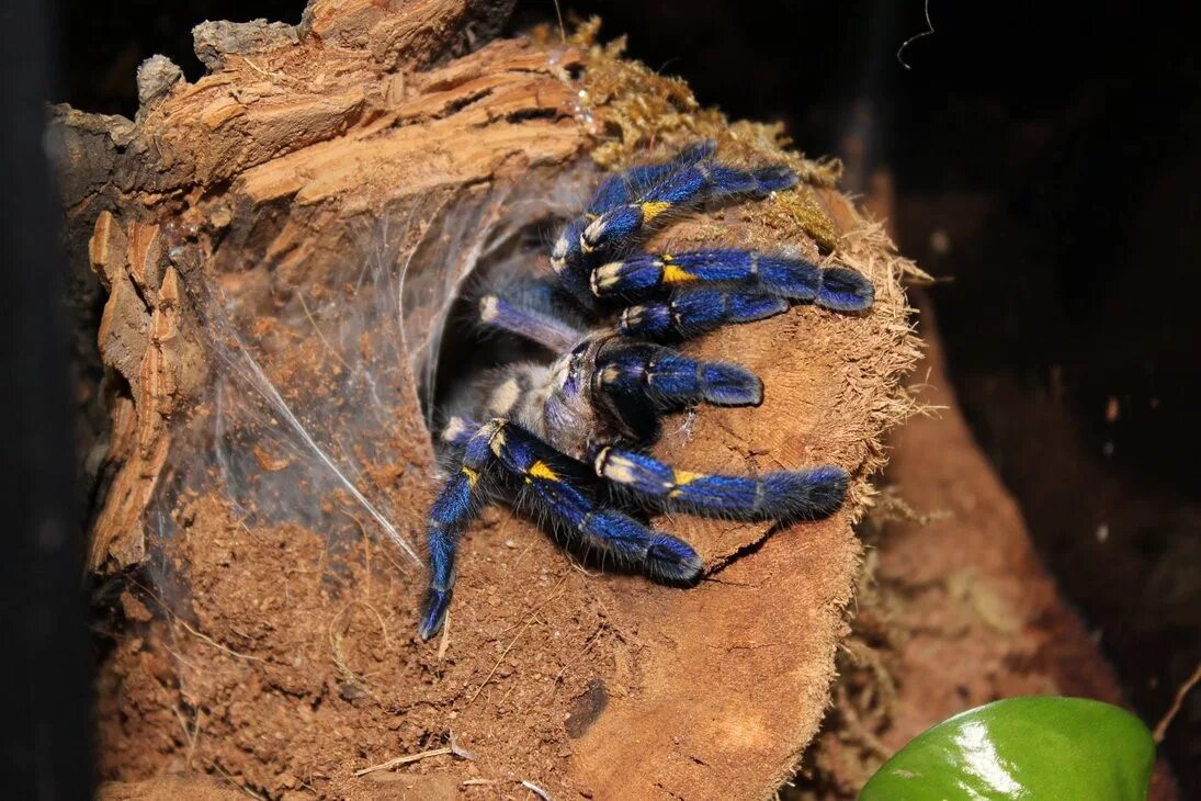 Паук птицеед Poecilotheria Metallica. Poecilotheria Metallica паук. Птицеед металлика. Металлический древесный паук птицеед. Паук птицеед в домашних условиях