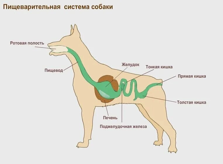 Пищевод млекопитающих. Пищеварительная система собаки схема. Строение пищеварительной системы собаки. Анатомия пищеварительной системы собаки. Строение пищеварительной системы собаки схема.