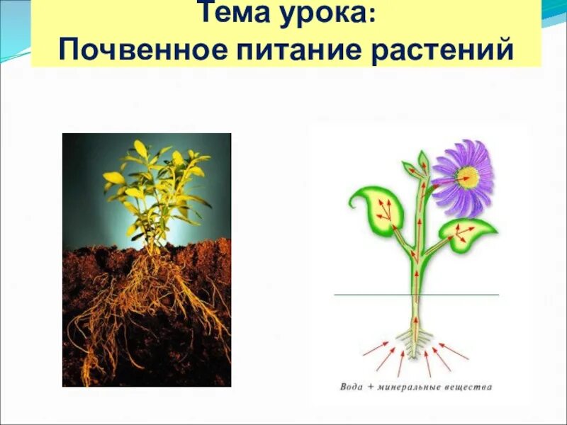 Схема почвенного питания растений 6 класс. Минеральное почвенное питание растений. Питание растений из почвы. Питание растений 6 класс биология.