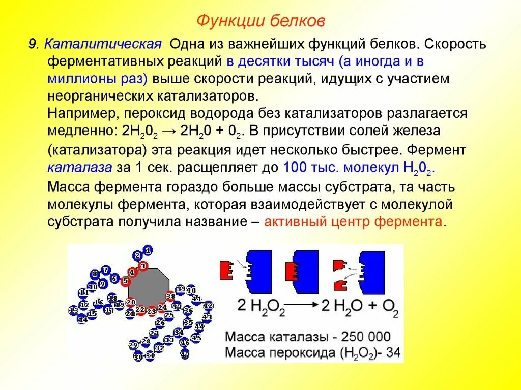 Ферментативная функция белков состоит в. Примеры каталитических белков. Белок ферментативная функция. Функции белков ферментов. Каталитическая функция белков.