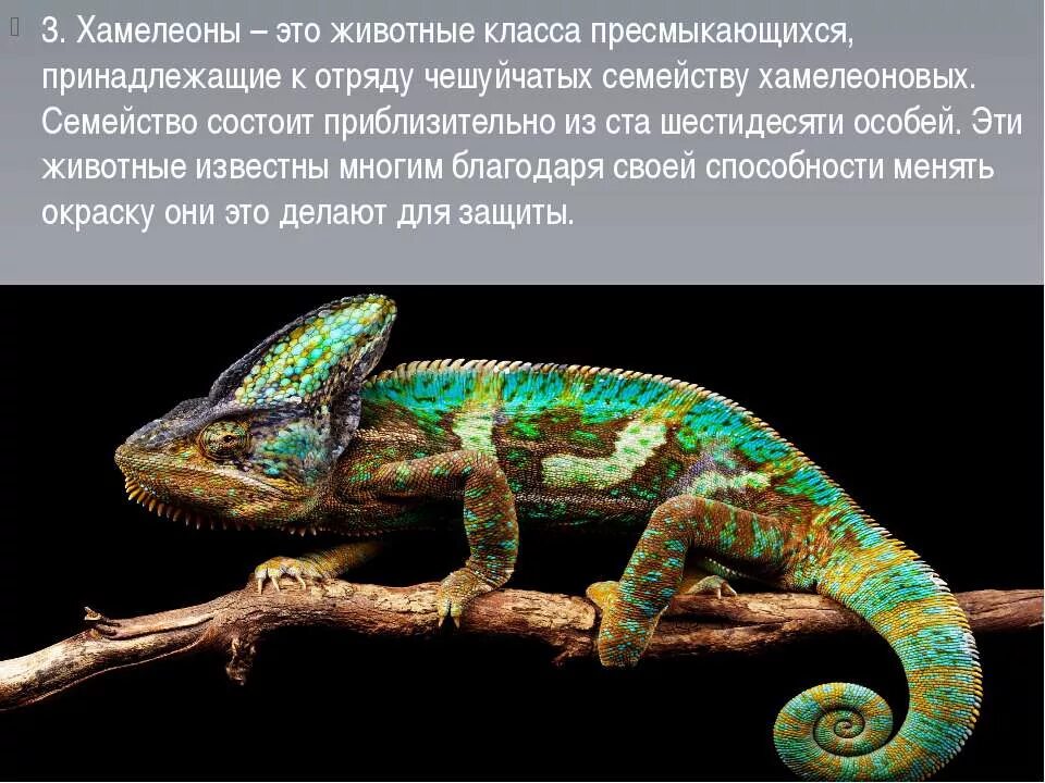 чехов «хамелеон»). пересказ хамелеон чехова краткий пересказ.