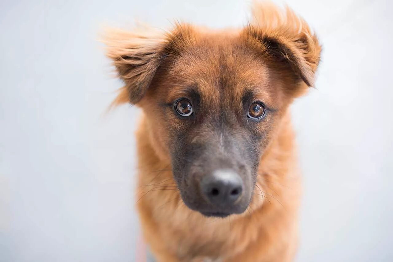 собака немецкая овчарка. акита ину эстетика. любопытная собака. веселая собака на белом фоне. собака выглядывает сверху.