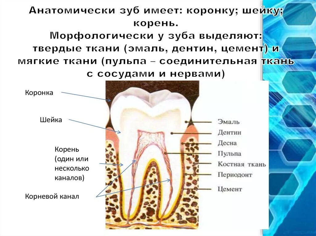 Функции тканей зубов. Строение зуба коронка шейка корень. Строение зуба эмаль дентин цемент. Анатомия зубов коронка шейка корень. Шейка коронка корень эмаль дентин.