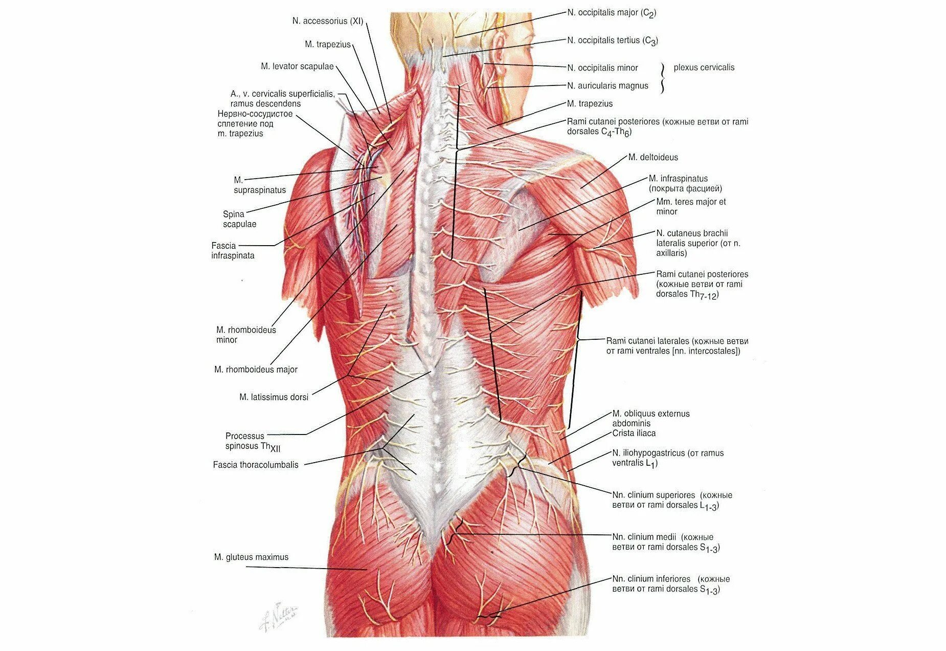 Миология мышцы спины анатомия. Иннервация мышц спины анатомия. Мышцы спины анатомический атлас.