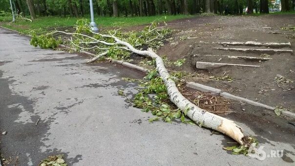 Дети ломают ветки