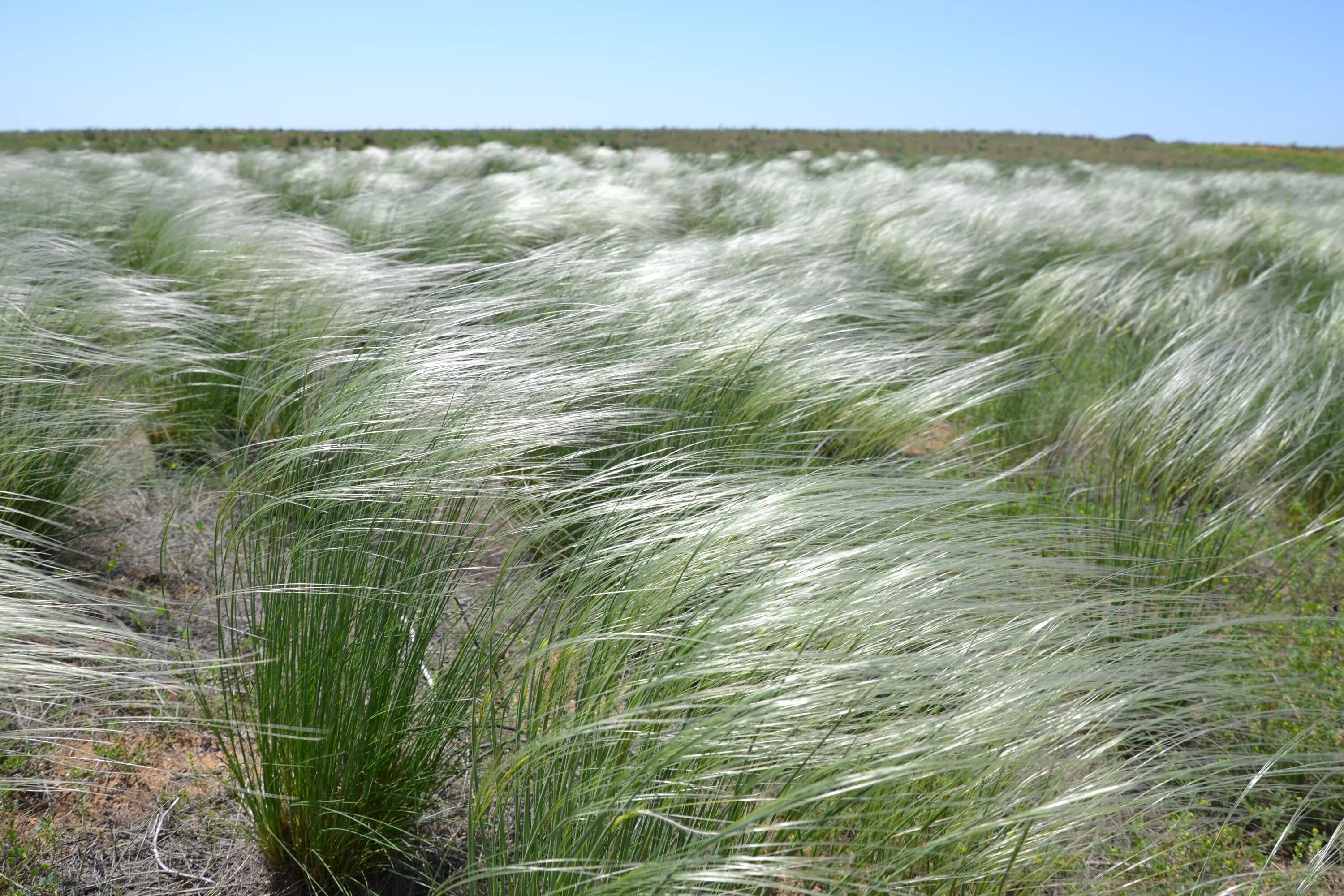 Ковыль почва. Ковыль (Stipa). Ковыль перистый Степной. Ковыль перистый (Stipa pennata). Степной ковыль Казахстана.