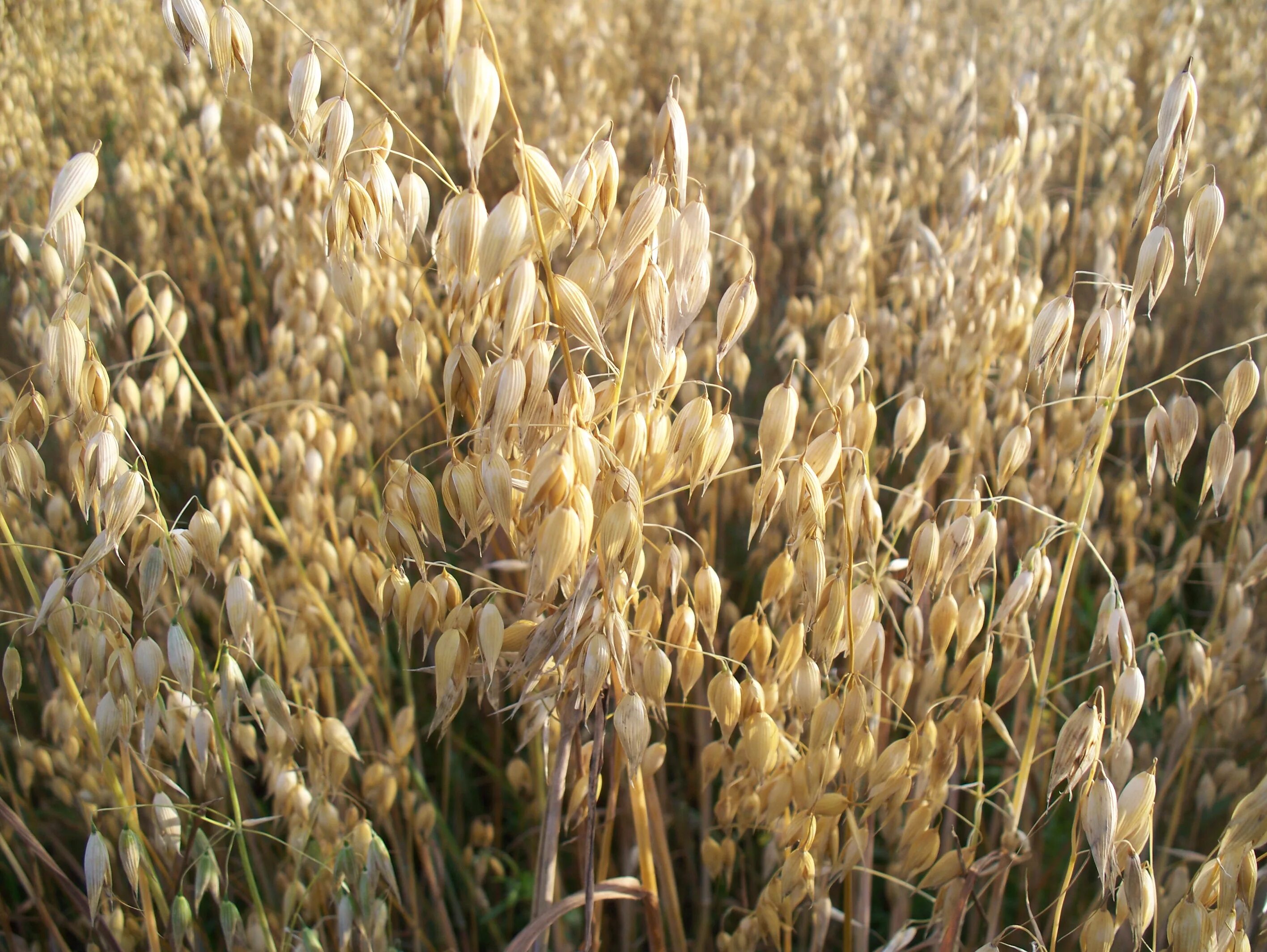 Мир овса. Овёс посевной Avena Sativa l.. Овес Яровой Боррус. Овес злак. Овес Геркулес.