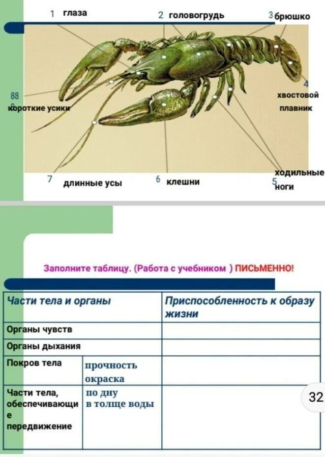 Значение речного рака. Таблица внутреннее строение ракообразных биология 7 класс. Отделы тела ракообразных. Схема Тип Членистоногие класс ракообразные. Части тела ракообразных 7 класс по биологии.