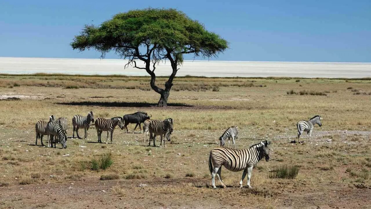 Natural say. Этоша Намибия. Национальный парк Этоша в Африке. Парк Этоша в Намибии. Намибия Этоша сафари.