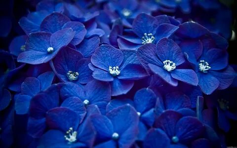 Blues flowers