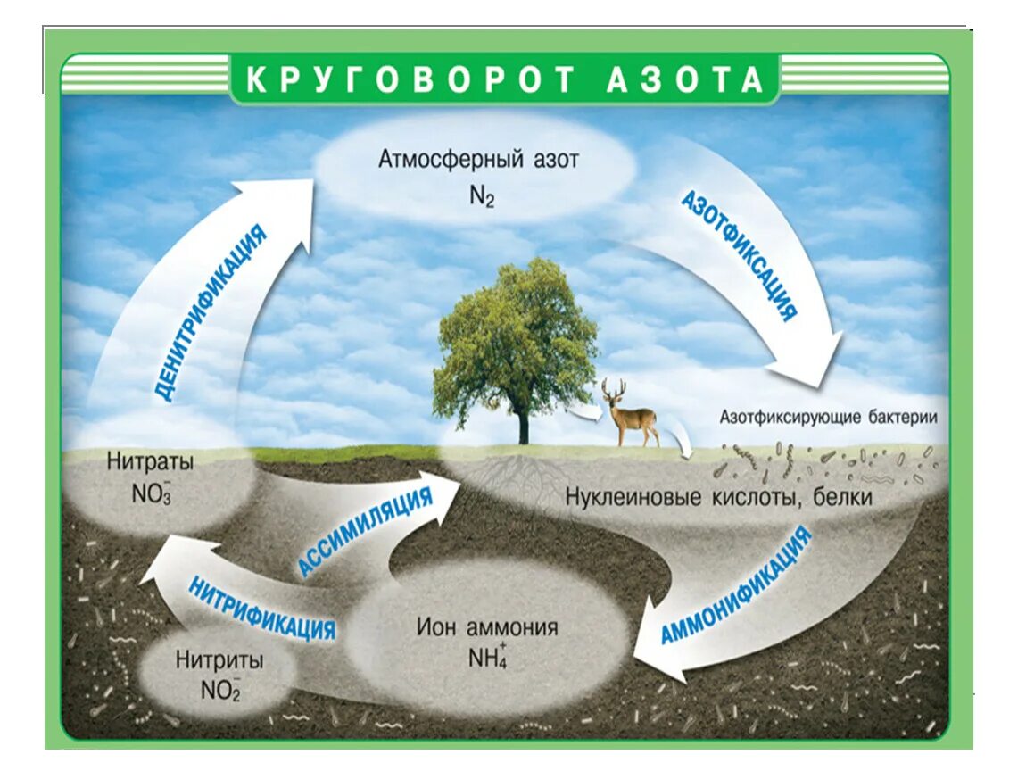 Важную роль накопления кислорода на земле сыграли. Круговорот ахота в биосфеое. Круговорот азота и углерода в природе схема. Нитраты. Круговорот азота в природе. Круговорот азота в биосфере схема.