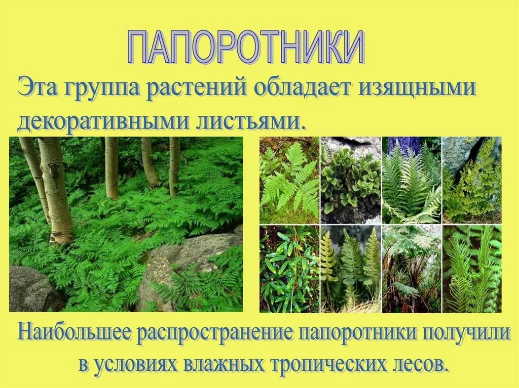 Сообщение на тему группы растений. Царство растений папоротниковидные. распространение папоротников. группа растений папоротники. растения группы папоротникообразные.