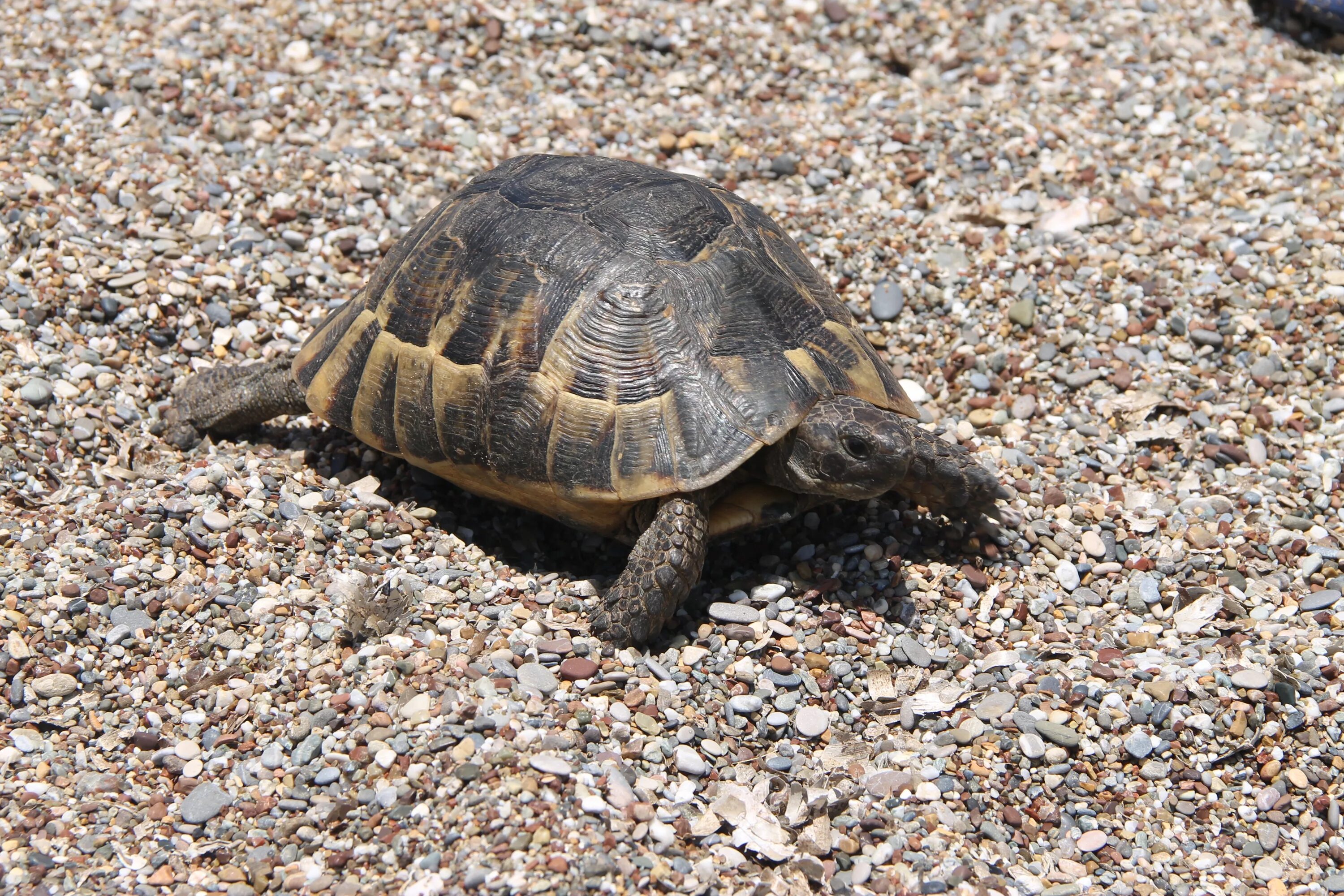Черепахи много. Горная черепаха Шпенглера Geoemyda spengleri. Горная черепаха Окинава. Живые черепахи. Казахстан Горная черепаха.