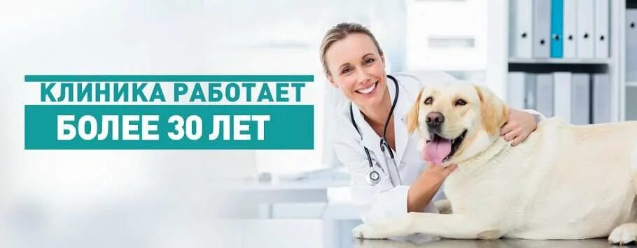 Надежда ул чернышевского 33а вологда фото Надежда, ветеринарная клиника Яндекс Карты