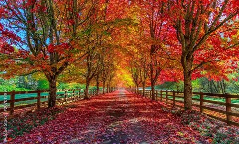Fall for the first time