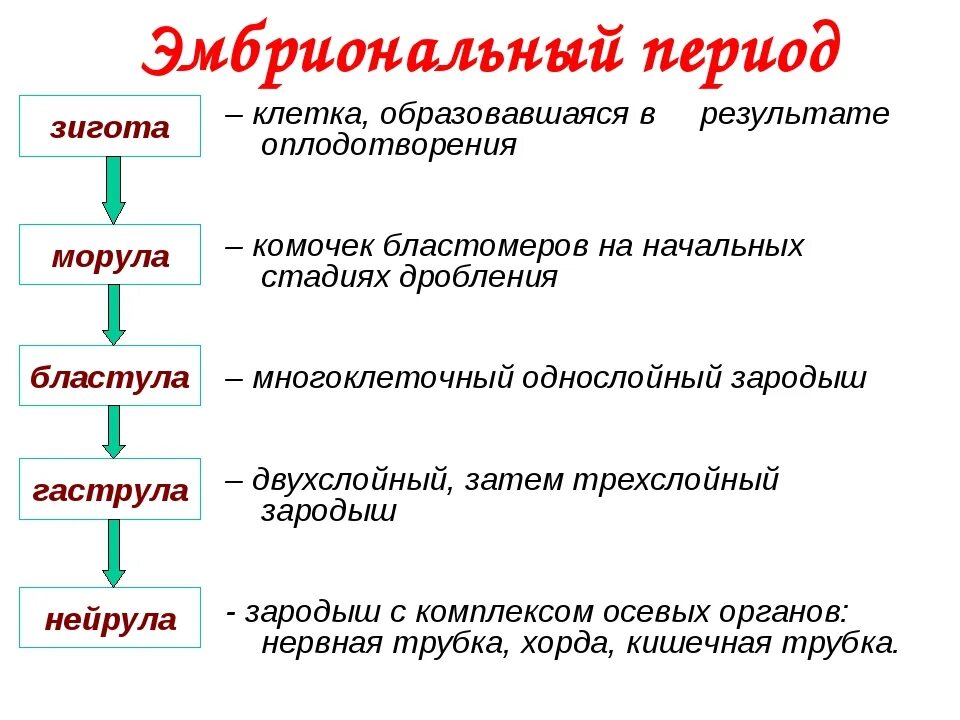 Показатели стадии развития организма. Онтогенез стадии эмбрионального развития. Стадии эмбрионального периода онтогенеза. Эмбриональный период таблица. Эмбриональный период стадии развития.