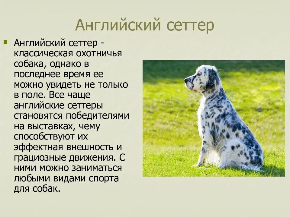 Как делается собака. Как делается собака