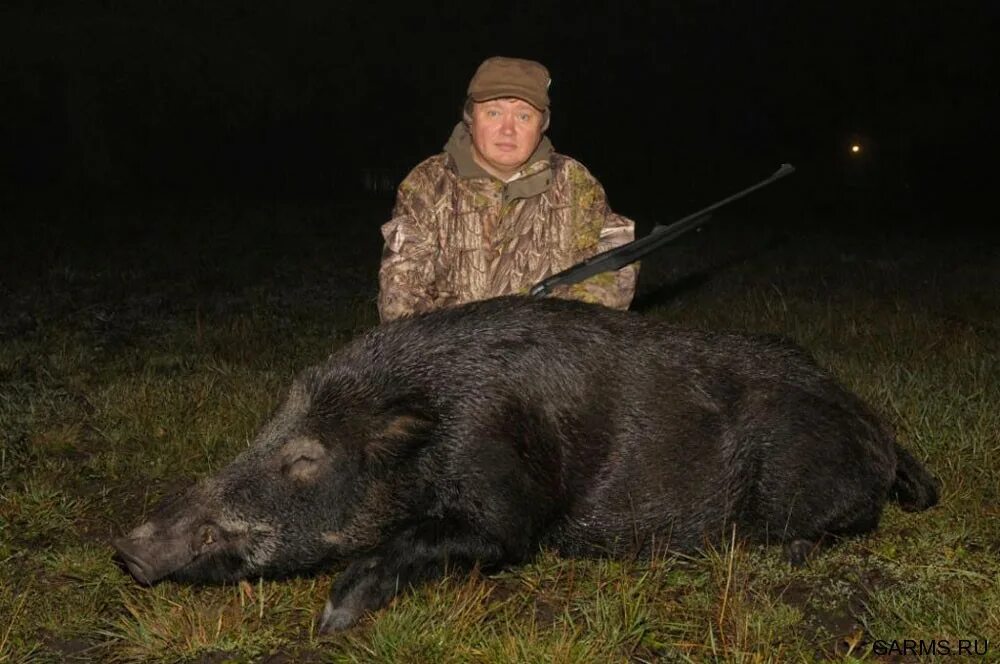 Два кабана. Кабану нужен. Красивый кабан. Кабану нужен. Охота на кабана в волгоградской области.