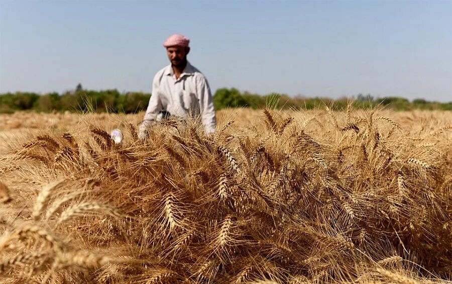 Работа пшеничное. Сельскохозяйство Египта. Сбор пшеницы. Поля пшеница Египте. Пшеница в Африке.