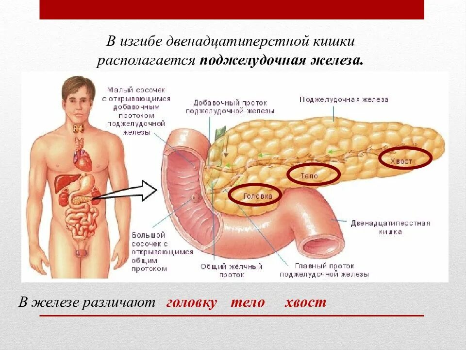 Где расположена поджелудочная. Где находится поджелудочная железа у человека. Расположение поджелудочной железы у человека. Двенадцатиперстная кишка и поджелудочная железа. Где находится сигма