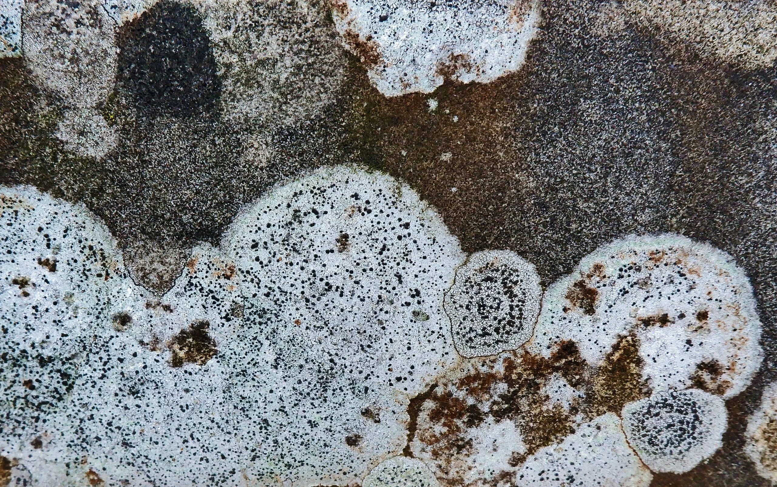Плесень. Плесень текстура. Белый грибок на стенах. Плесень на Камне. Плесень на бетоне