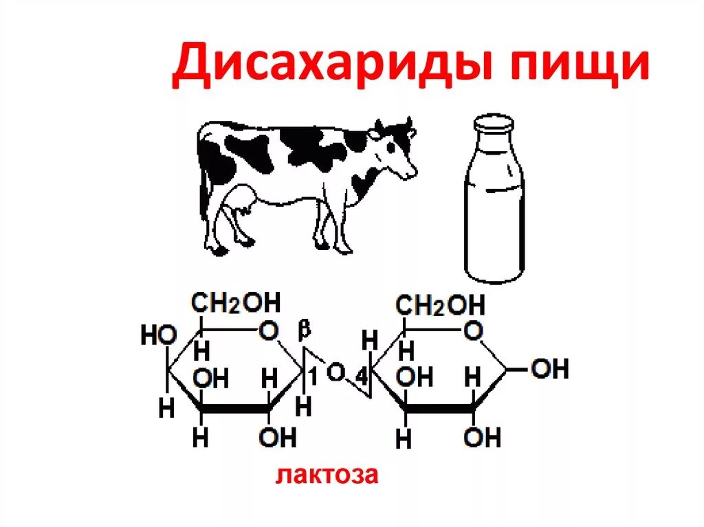 Дисахаридом является углевод