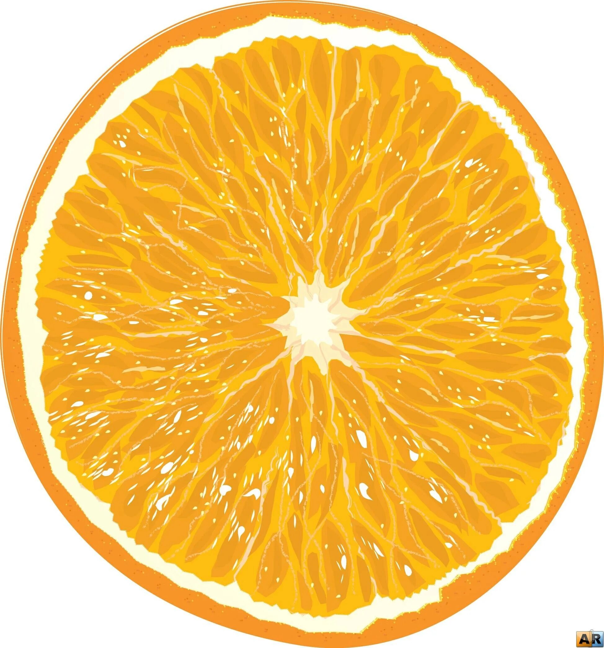 Срез апельсина. Апельсин в разрезе. Апельсин на прозрачном фоне. Долька апельсина.