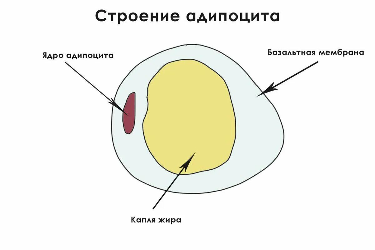 Липоциты. Жировая клетка адипоцит. Строение жировой клетки адипоцита. Жировые клетки адипоциты. Адипоцит строение.