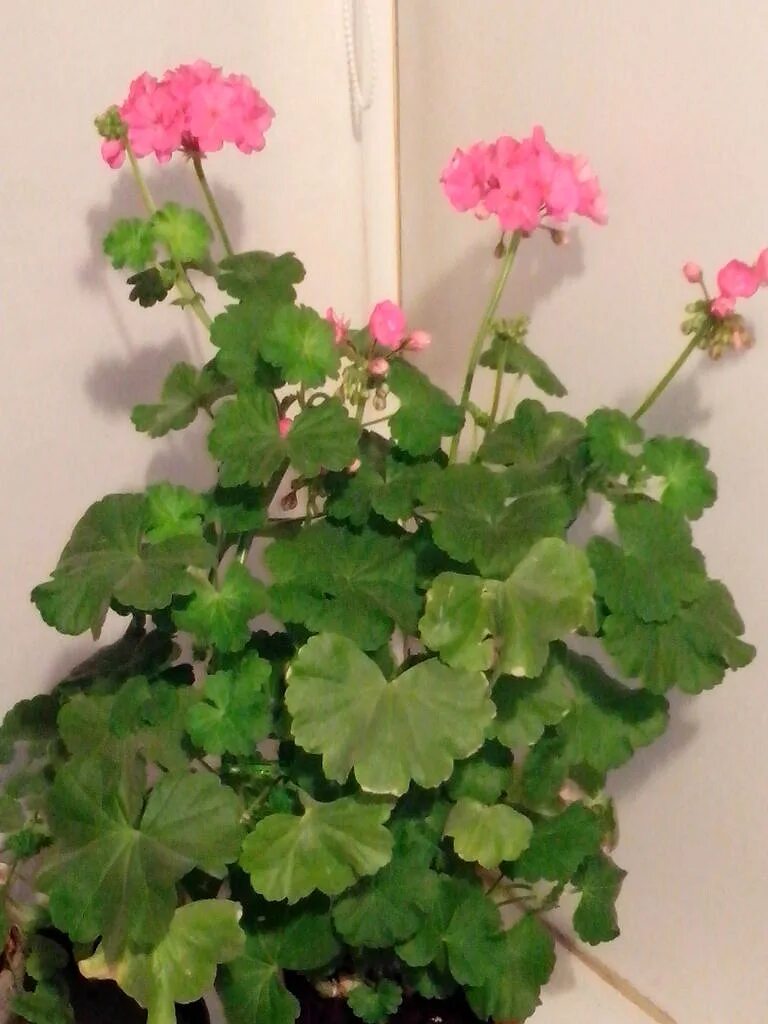 Pink Geranium пеларгония. Герань розовая звезда. Пеларгония розовая простая. Пеларгония Московская звезда.