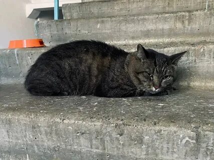 Горел кот