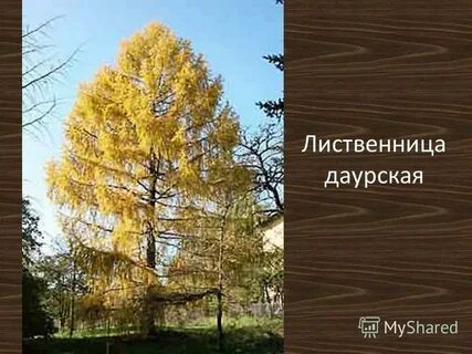 Лиственница даурская описание