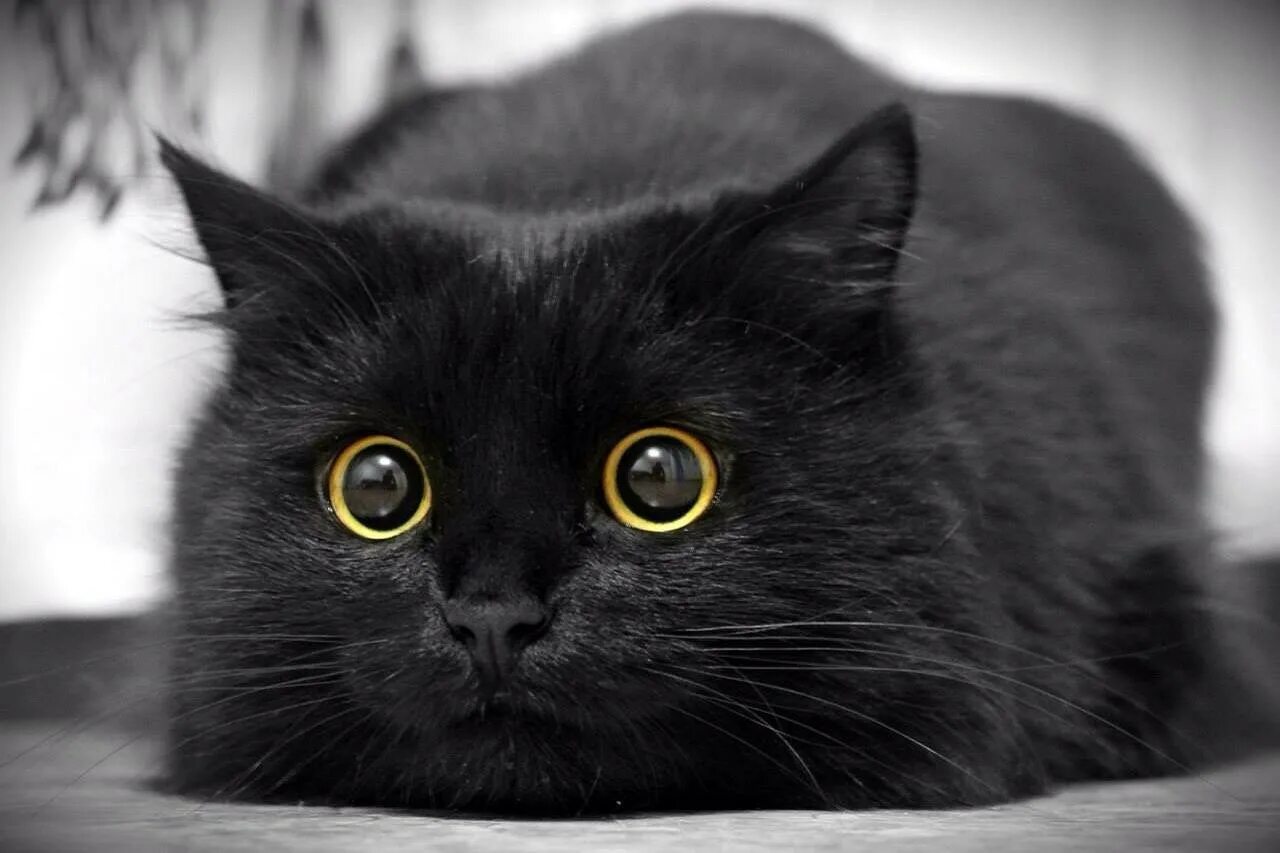 Черные любой. Чёрный кот. Черные коты. Черный. Красивый черный кот.