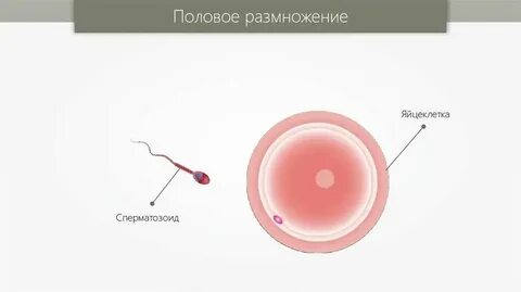 Самые маленькие размеры имеет яйцеклетка трески лягушки