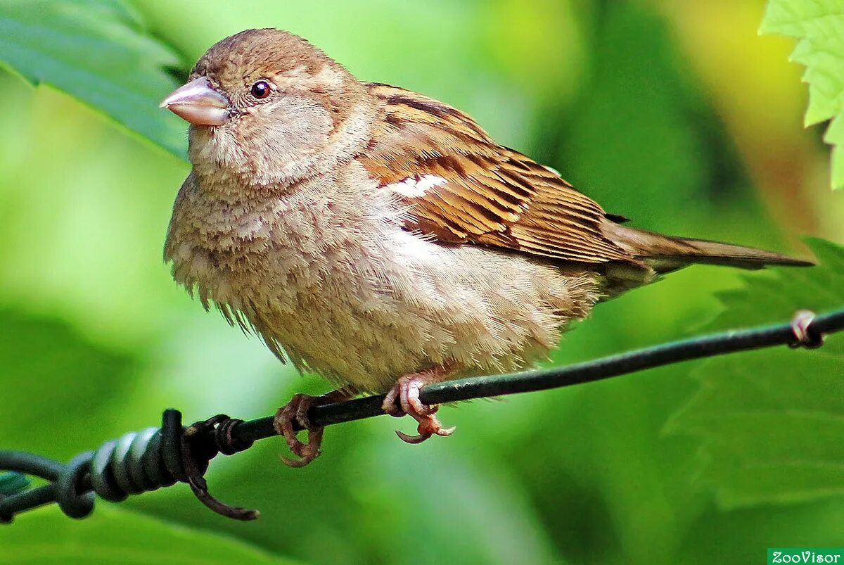 воробышек. как пишется воробушек. как правильно воробушки. загадка про воробья для детей. воробушек.