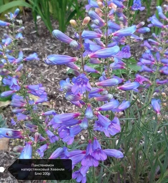 Penstemon CHA CHA ™ 'Lavender' TERRA NOVA ® Nurseries, Inc.