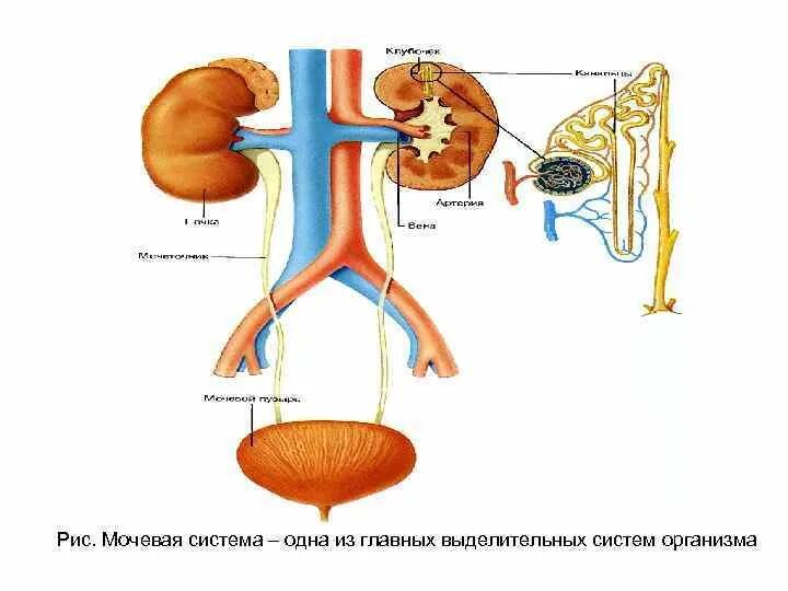 Установите правильную последовательность прохождения мочи мочеточник. Мочевыделительная система человека. Мочевая система. Мочевая система анатомия. Мочевыделительная сис.