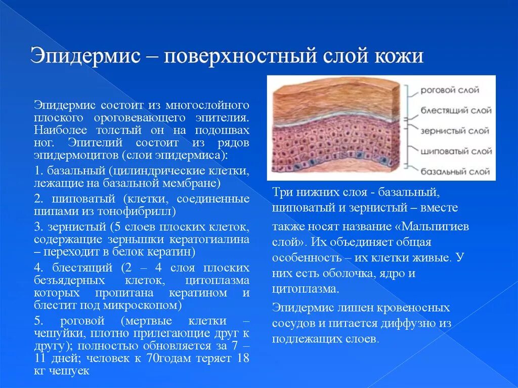 Пигмент содержащийся в коже. Роговой слой эпидермиса кожи. Зернистый слой эпидермиса кожи. Ростковые слои эпидермиса толстой кожи. Поверхностный слой кожи эпидермис представлен эпителием.