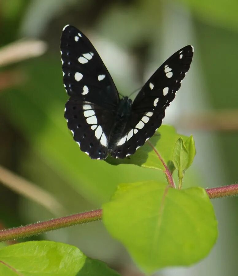 Черная бабочка 2021. Бабочка Баттерфляй Блэк. Бабочка с пятнами. Бабочка черная с белыми пятнами. Черные Крылья бабочки.