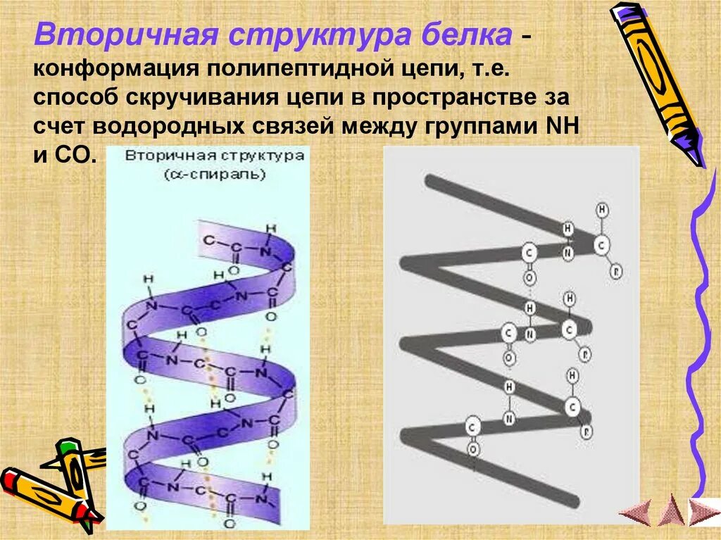 Вторичная структура белка удерживается связями. Вторичная структура белка конформация. конформация полипептидной цепи вторичная структура. вторичная конформация белка. конформация белка это в биологии.