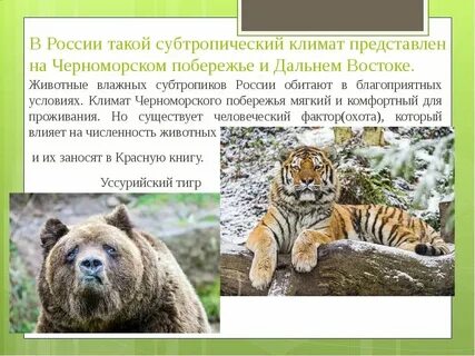 Животные субтропиков 4