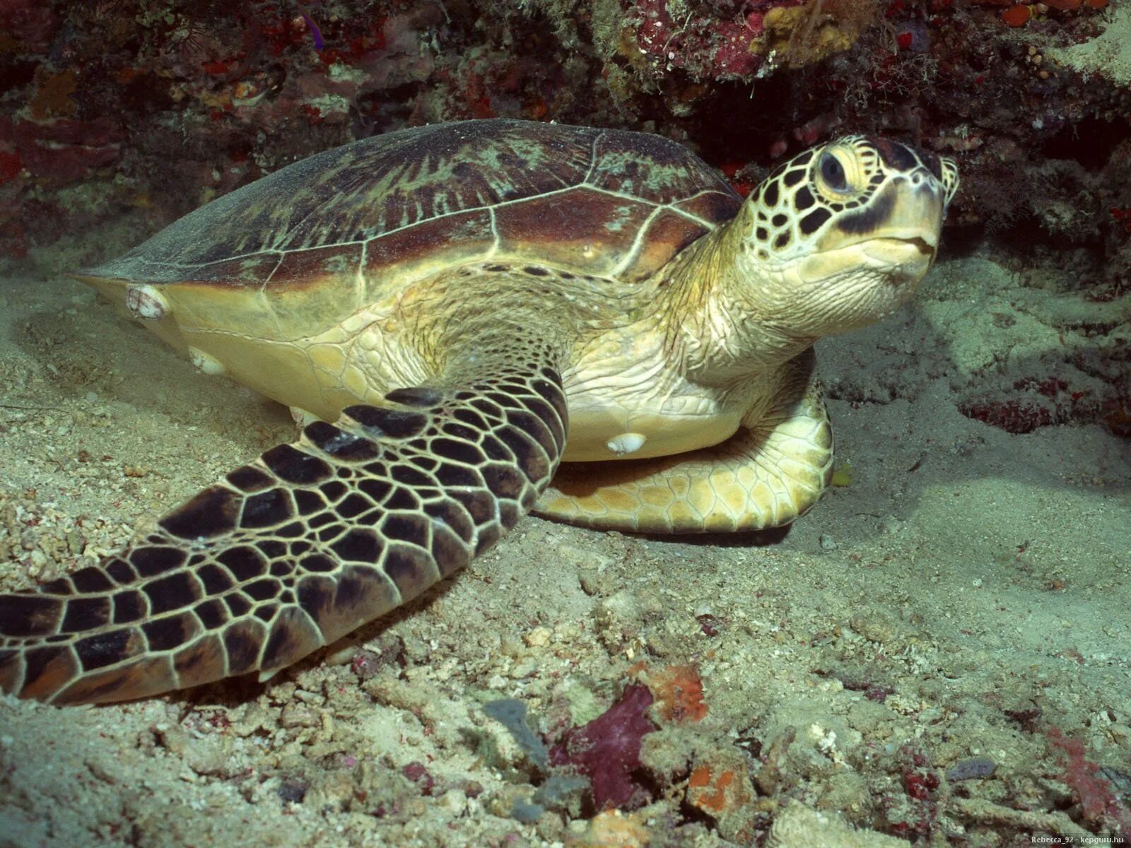 Морские обитатели морская черепаха. Морские животные. Черепахи. Экзотические черепахи. Морская черепашка.