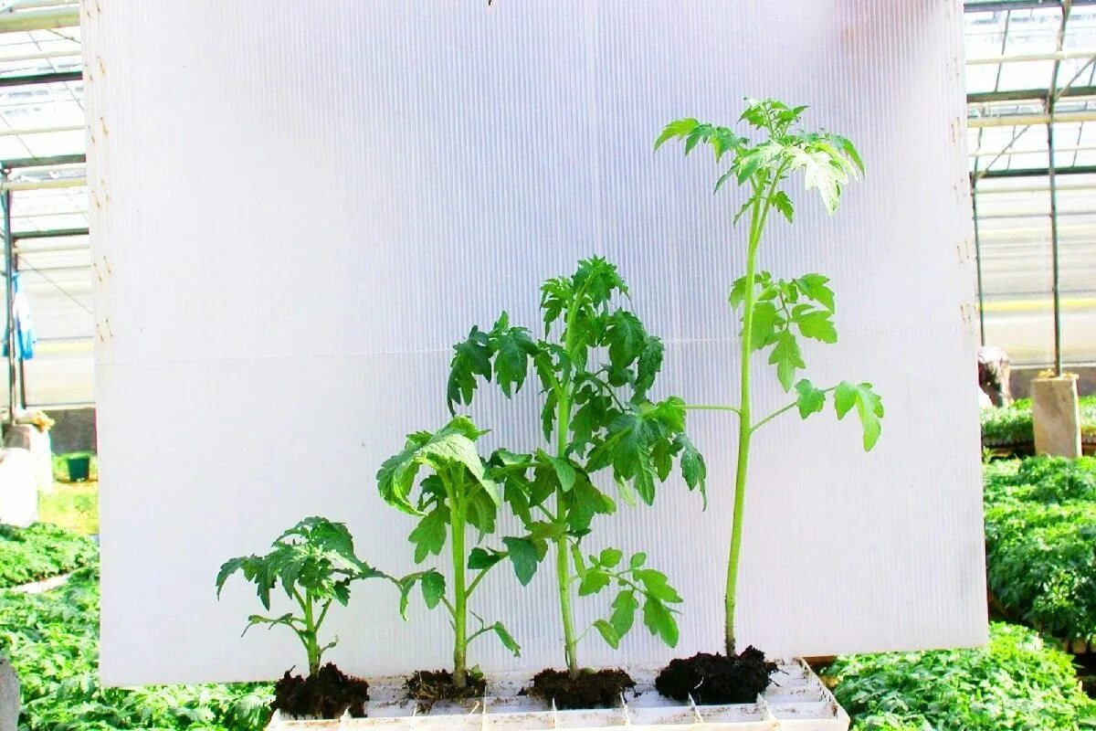 Рассада помидор переросла. Здоровая рассада томатов. Томаты переросла рассада. Высадка переросшей рассады томатов. Тонкая рассада помидор.