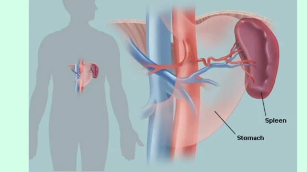 Система селезенки. Селезенка. Расположение селезенки у человека.